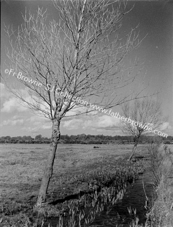 TREES CLOUDS DITCH